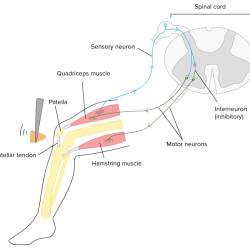 Refer to figure 7-3 showing a reflex arc