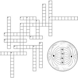 Cell division crossword puzzle answer key