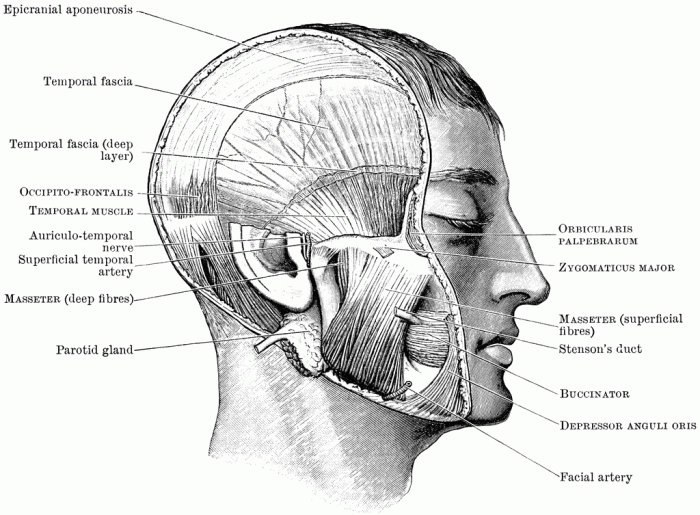 Label the muscles of mastication in the figure.