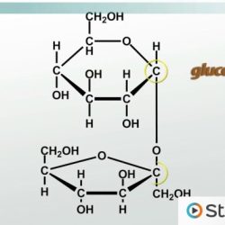 Carbohydrates structure and function worksheet answer key