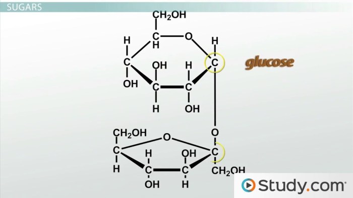 Carbohydrates structure and function worksheet answer key