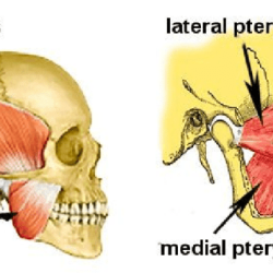 Mastication facial expression muscles gross laboratory skeletal anatomy muscle transcribed text show