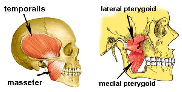 Mastication facial expression muscles gross laboratory skeletal anatomy muscle transcribed text show