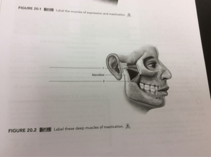 Label the muscles of mastication in the figure.