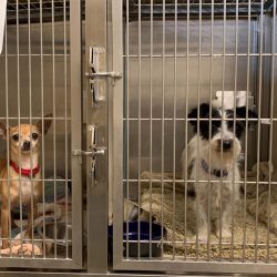 Dogs and cats filled the animal shelter adjective