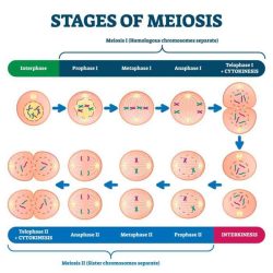 Meiosis mitosis between cell biology differences chromosome diagram division cells daughter some four offspring asexual identical ploidy cromosomas result vs