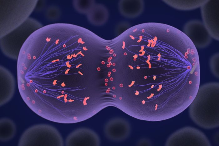 Meiosis cell cells campbell biology